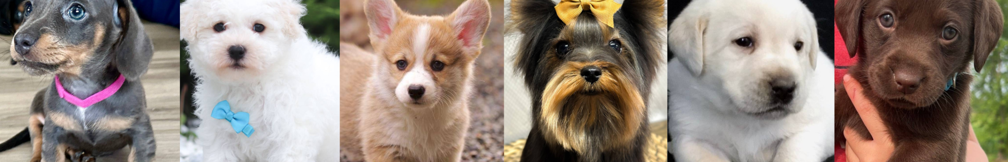 Sitejabber Website Reviews and Complaints