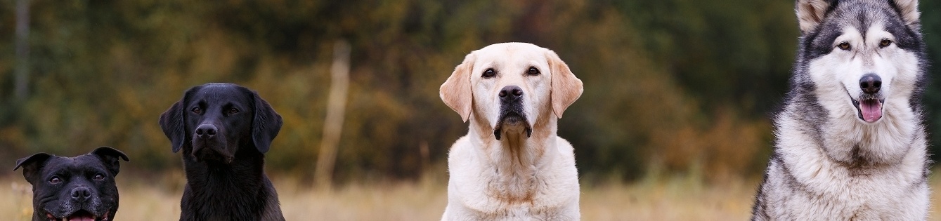 Sitejabber Website Reviews and Complaints