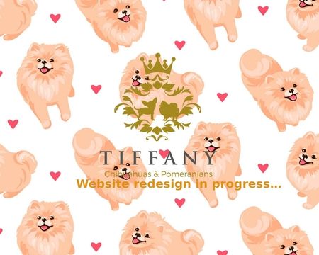 Tiffany chihuahuas hot sale and pomeranians